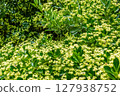 A Beautiful Blooming Floral Landscape adorned with Lush Green Foliage and Vivid Colors 127938752