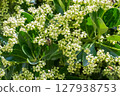 Beautiful Blooming Flowers Nestled Amidst Lush Green Leaves, Creating a Stunning Scene 127938753