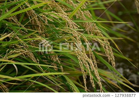 Rice field image Rice field image 127938877