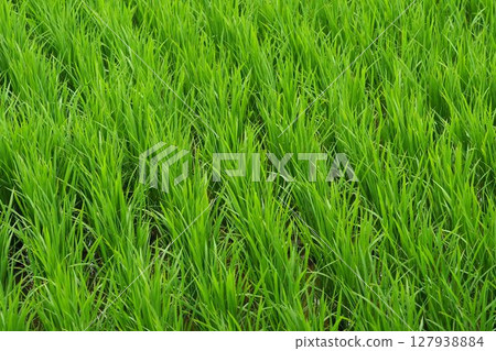 Rice field image Rice field image 127938884
