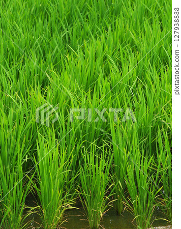 Rice field image Rice field image 127938888