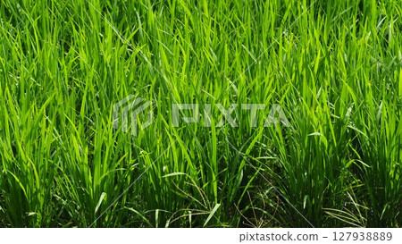 Rice field image 127938889