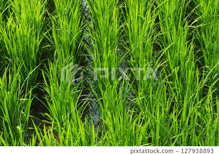 Rice field image 127938893