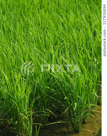 Rice field image 127938894