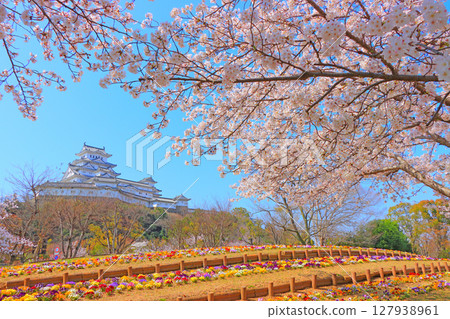 Scenery of cherry blossoms in full bloom and Himeji Castle, Himeji City, Hyogo Prefecture Scenery of cherry blossoms in full bloom and Himeji Castle, Himeji City, Hyogo Prefecture 127938961