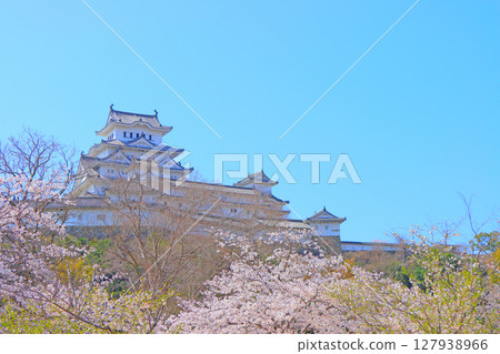 Scenery of cherry blossoms in full bloom and Himeji Castle, Himeji City, Hyogo Prefecture 127938966