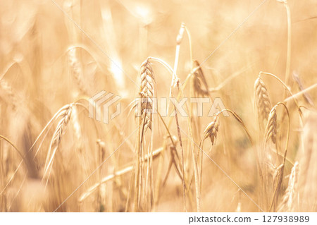 Close-Up of Golden Wheat Ears in a Summer Field 127938989