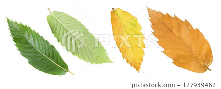 Leaves of sweet chestnut tree isolated on white background. Top view. Flat lay Leaves of sweet chestnut tree isolated on white background. Top view. Flat lay 127939462