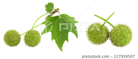 branch of sycamore plane tree isolated on white bacground. Top view. Flat lay branch of sycamore plane tree isolated on white bacground. Top view. Flat lay 127939507