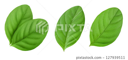 Fresh Guava leaf isolated on white background Fresh Guava leaf isolated on white background 127939511