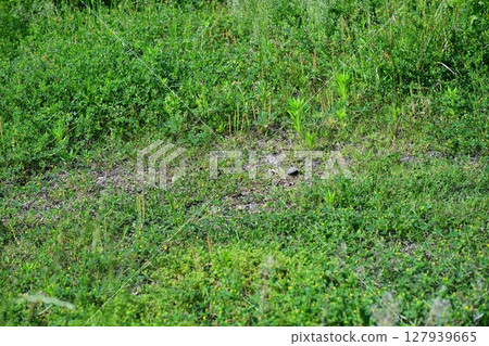 Vacant land, wasteland, weeds, land, vacant lot 127939665