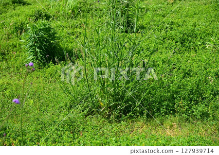 空地、荒地、雜草、土地、空地 空地、荒地、雜草、土地、空地 127939714