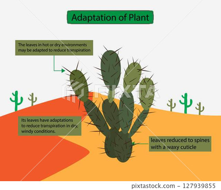 illustration of biology, Adaptation of plant, Cactus has no leaves to reduce water release, spines help them to reduce water loss, Transpiration 127939855