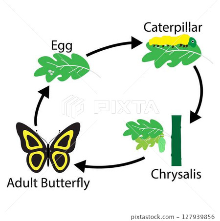 illustration of biology, The life cycle of a butterfly goes through four stages, egg, larva ,caterpillar, pupa ,chrysalis, and adult 127939856