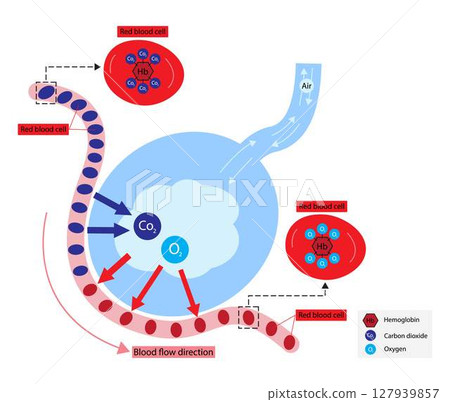 illustration of Biology, Respiration between blood and cells, The exchange of gases between the blood and tissue cells is internal respiration, cellular metabolism, cellular respiration 127939857