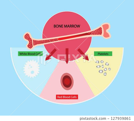 illustration of biology and medical, Bone marrow is a spongy substance found in the center of the bones, Bone marrow produces white blood cells red blood cells and platelets, Anatomy of the bone 127939861