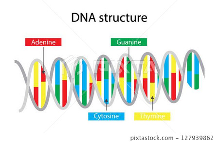 illustration of biology, DNA structure consists of two strands of nucleotides that are held together by hydrogen bonds, four nitrogenous bases: adenine , thymine, guanine, cytosine 127939862