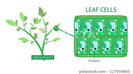 illustration of biology, plant cells in leaves, Stems of plants cell magnification under a microscope, Microscopic view of leaf illustration of biology, plant cells in leaves, Stems of plants cell magnification under a microscope, Microscopic view of leaf 127939863