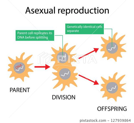 illustration of biology, Asexual reproduction, binary fission in amoeba, Binary fission in Euglena. Vector educational illustration. Reproduction illustration of biology, Asexual reproduction, binary fission in amoeba, Binary fission in Euglena. Vector educational illustration. Reproduction 127939864
