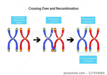 illustration of biology, Crossing over and recombination, Genetic recombination happens as a result of the separation of genes that occurs during gamete formation in meiosis, Chromosome Structure illustration of biology, Crossing over and recombination, Genetic recombination happens as a result of the separation of genes that occurs during gamete formation in meiosis, Chromosome Structure 127939869