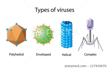 illustration of biology, Types of viruses, Types of viruses refers to the classification of viruses based on various factors, such as their genetic material, envelope structure illustration of biology, Types of viruses, Types of viruses refers to the classification of viruses based on various factors, such as their genetic material, envelope structure 127939870