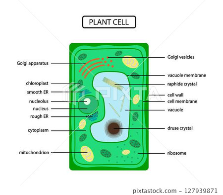 illustration of biology, Plant cell anatomy, Plant Cell structure, cross section of the cell detailed anatomy	 127939871