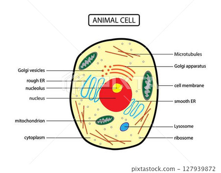 illustration of biology, Anatomy of animal cell, Animal cell anatomical structure with all parts including cell membrane nucleus nucleolus vacuole lysosome ribosome golgi body cytoplasm 127939872