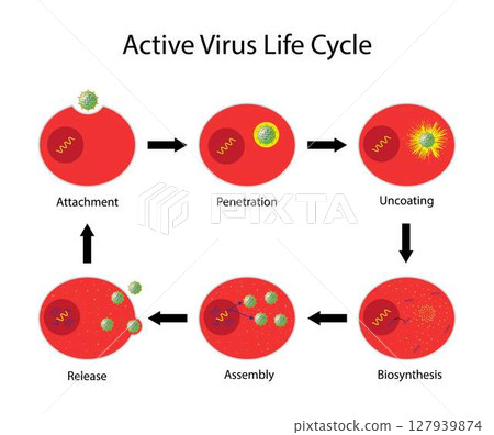 illustration of biology, Active virus life cycle, virus life cycle could be divided into six steps: attachment, penetration, uncoating, gene expression and replication, assembly and release 127939874