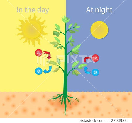 illustration of Biology and physics, Gas exchange of trees during the day and at night, plant gas exchange, Photosynthesis process simple visualization with plant, Plant gas exchange physiology 127939883