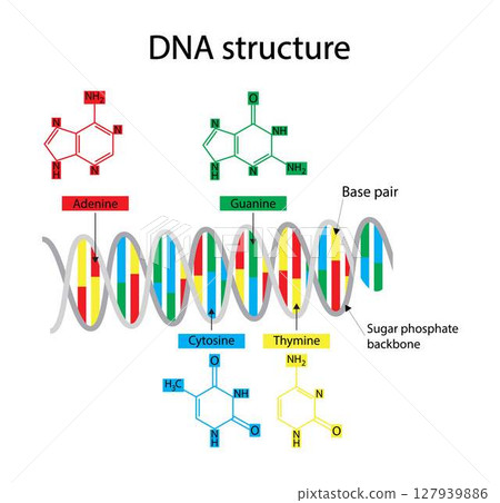 illustration of biology, DNA structure consists of two strands of nucleotides that are held together by hydrogen bonds, four nitrogenous bases: adenine , thymine, guanine, cytosine 127939886