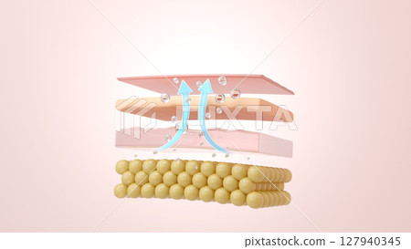 Wrinkle improvement Hyaluronic acid gives skin firmness and lifts it up 3DCG 127940345