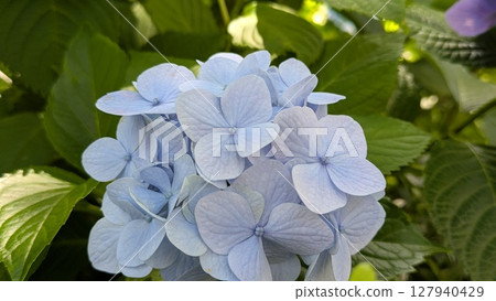 bloom, blossom, blossoms 127940429