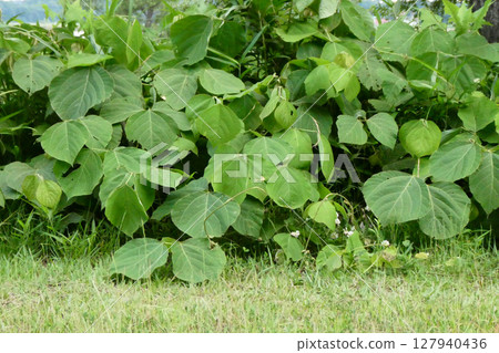 Kudzu improves the soil around Izunuma, Miyagi Prefecture, which is a Ramsar Convention site. Kudzu is generally considered a nuisance, but it grows vigorously and can be used as a health tea. Kudzu improves the soil around Izunuma, Miyagi Prefecture, which is a Ramsar Convention site. Kudzu is generally considered a nuisance, but it grows vigorously and can be used as a health tea. 127940436