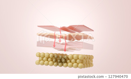 下垂的原因：皮下組織體積減少導致的皮膚結構CG圖解 127940470