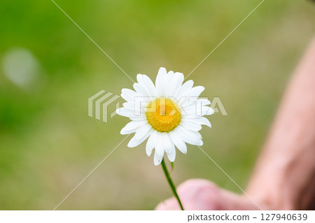 one big chamomile close-up in a man's hands 127940639