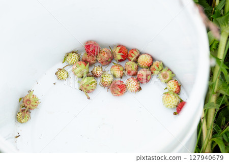 picked red wild berries in a white bucket, top view. Strawberry harvest picked red wild berries in a white bucket, top view. Strawberry harvest 127940679