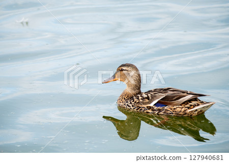 calm and brown duck swims on the waves on the pond, copy space calm and brown duck swims on the waves on the pond, copy space 127940681