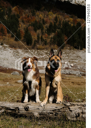 Two dogs Australian and German Shepherd stay front paws on a log in Ropojana Valley, Montenegro country, surrounded by vibrant autumn colors in Prokletije National Park 127940858