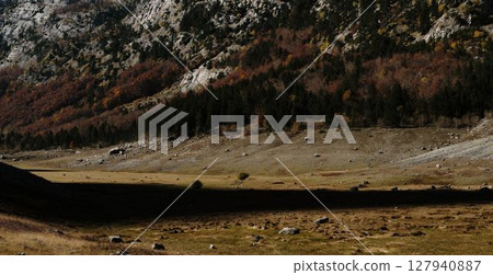 A vast autumn Ropojana valley in Montenegro Prokletije National Park stretches beneath towering cliffs and dense conifers. Ropojansko jezero - dry mountain lake A vast autumn Ropojana valley in Montenegro Prokletije National Park stretches beneath towering cliffs and dense conifers. Ropojansko jezero - dry mountain lake 127940887
