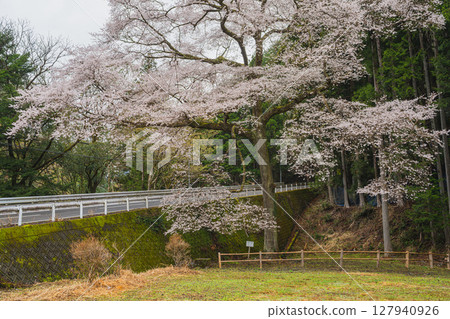 Cherry blossoms at House in Kawane-cho, Shimada City (Shizuoka Prefecture) Cherry blossoms at House in Kawane-cho, Shimada City (Shizuoka Prefecture) 127940926