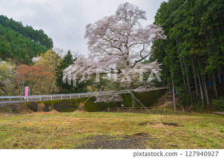 Cherry blossoms at House in Kawane-cho, Shimada City (Shizuoka Prefecture) 127940927