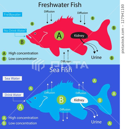 illustration of biology, Differences between Freshwater Fish and Saltwater Fish, Many freshwater fish can be found in rivers and lakes, Saltwater fish are found in the ocean illustration of biology, Differences between Freshwater Fish and Saltwater Fish, Many freshwater fish can be found in rivers and lakes, Saltwater fish are found in the ocean 127941180