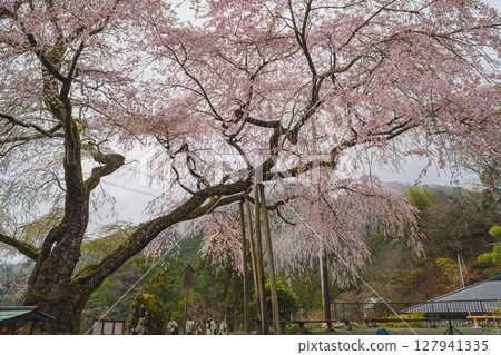 Scenery of the Juei cherry blossoms in Kawane-cho, Shimada City (Shizuoka Prefecture) 127941335