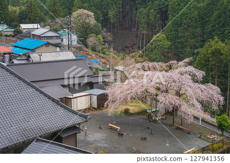 Scenery of the Juei cherry blossoms in Kawane-cho, Shimada City (Shizuoka Prefecture) 127941356