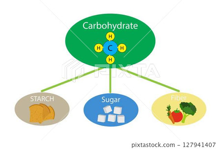 illustration of biology, Carbohydrates are found in a variety of foods, both healthy and unhealthy, The most common and abundant forms are sugars, fibers and starches, Foods High in Carbs 127941407