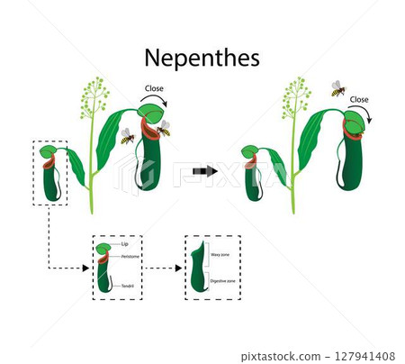 illustration of biology, Nepenthes is a genus of carnivorous plants, also known as tropical pitcher plants, or monkey cups, Green Nepenthes plant in pot 127941408
