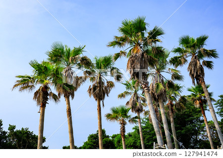 華盛頓棕櫚 華盛頓棕櫚 127941474