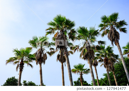 Washington palm Washington palm 127941477