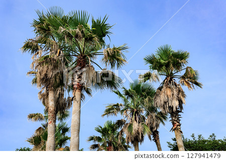 Washington palm 127941479