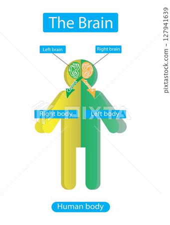 Educational illustration showing how the left brain controls the right body side and the right brain controls the left. A clear visual guide for neuroscience or biology learners Educational illustration showing how the left brain controls the right body side and the right brain controls the left. A clear visual guide for neuroscience or biology learners 127941639